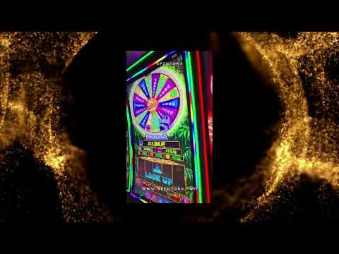 spintiger casino live dealer